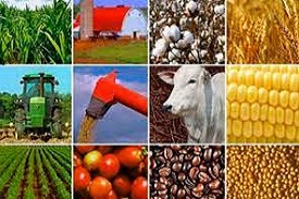 Agro Novos